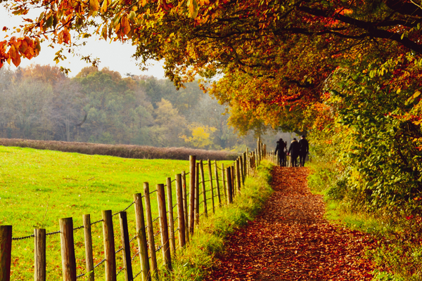 Spotting the Signs of Early Autumn Weather