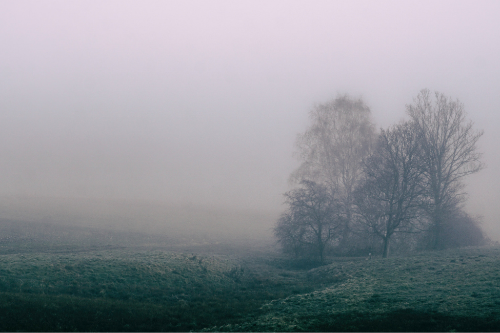 A December Fog Will Freeze A Dog