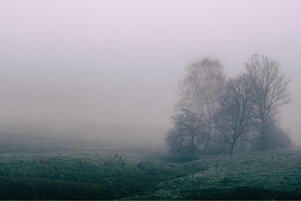 A December Fog Will Freeze A Dog