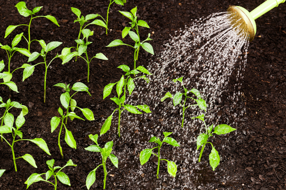 How to Keep Your Garden Thriving This Summer