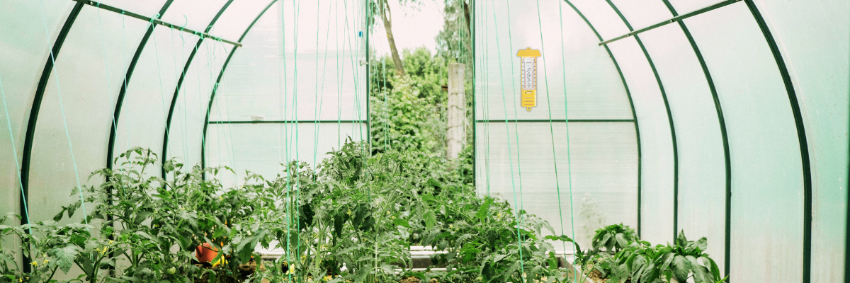 How to Use a Hygrometer in Your Greenhouse