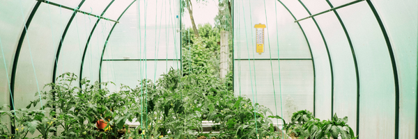 How to Use a Hygrometer in Your Greenhouse
