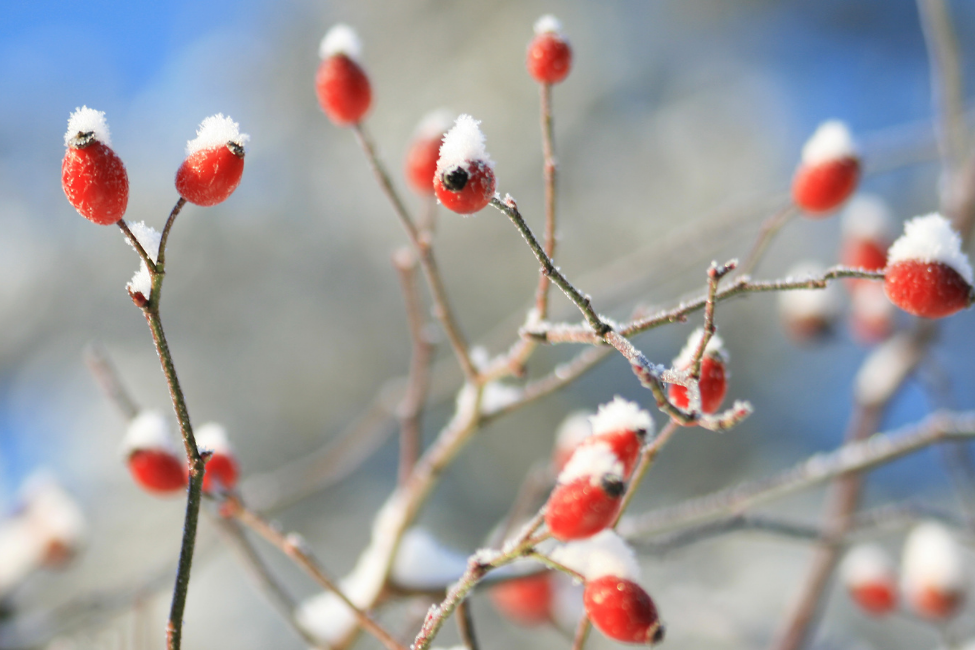 Discover Winter Weather Watching